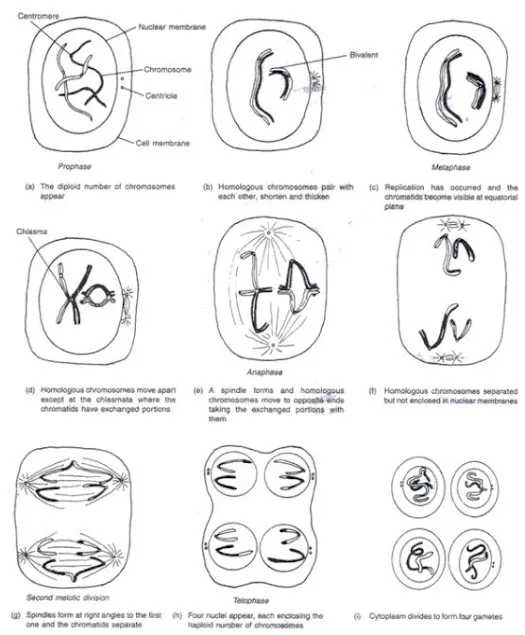 Diagram Q12