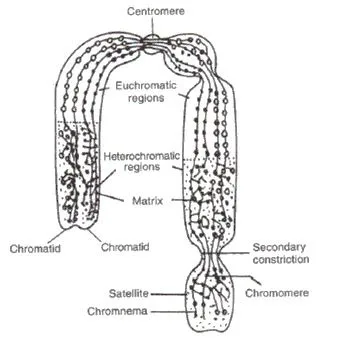 Diagram Q6