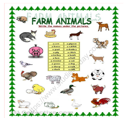 CBSE Class 1 EVS Worksheet - Animals around us 4