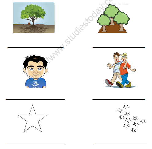 CBSE Class 1 English Worksheets (44) - Single and Plural