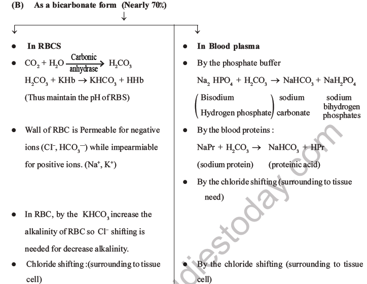 NEET Biology Breathing and Exchange of Gases MCQs Set B-13
