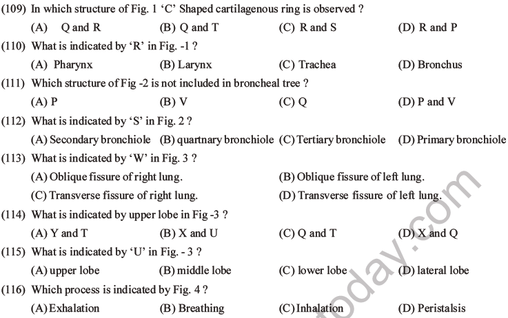 NEET Biology Breathing and Exchange of Gases MCQs Set B-29