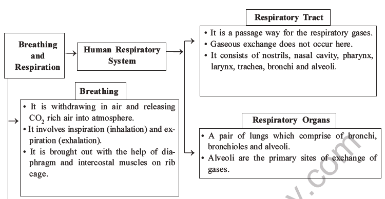 NEET Biology Breathing and Exchange of Gases MCQs Set B-38