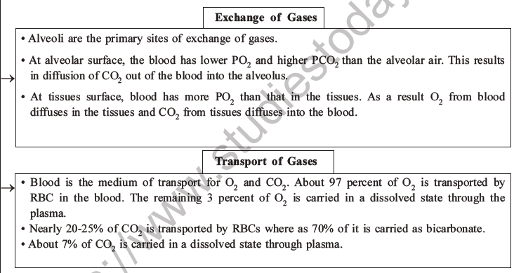 NEET Biology Breathing and Exchange of Gases MCQs Set B-39