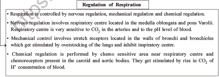 NEET Biology Breathing and Exchange of Gases MCQs Set B-40