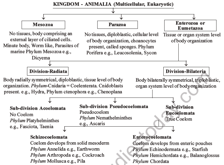 NEET Biology Classification of Animal Kingdom MCQs Set A-39