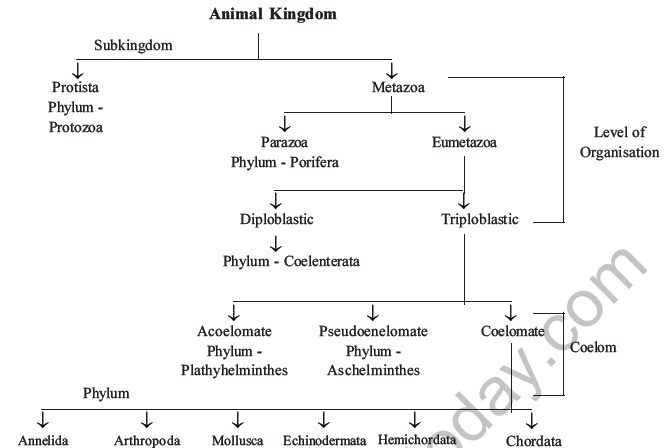 NEET Biology Classification of Animal Kingdom MCQs Set A-4