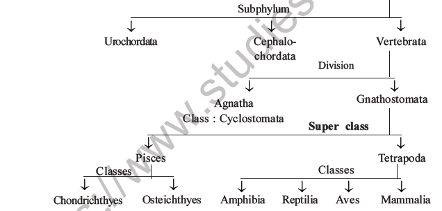 NEET Biology Classification of Animal Kingdom MCQs Set A-5