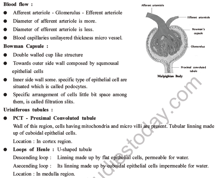 NEET Biology Excretory Products and Their Elimination MCQs Set B-6