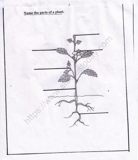 CBSE Class 2 EVS Practice Worksheets (24) Plants 1