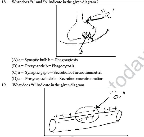 NEET UG Biology Neural Control and Coordination in Animals MCQs-2