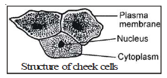 CBSE Class 8 Science Cell Chapter Notes_1