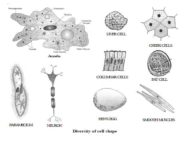 CBSE Class 8 Science Cell Chapter Notes_3