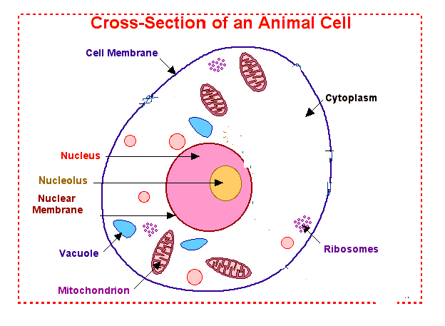 CBSE Class 8 Science Cell Structure And Functions_6