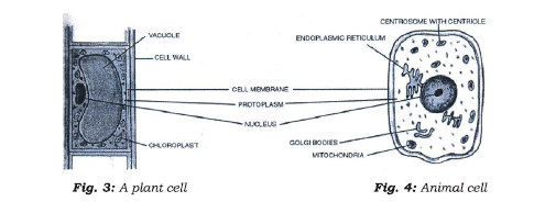 Class 7 Science Cell Structure and Function Advanced Notes_2