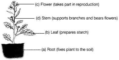 NCERT Exemplar Solutions Class 6 Science Getting to Know Plants-A1