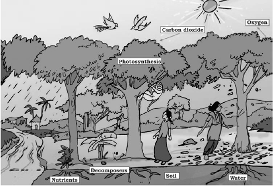 NCERT Exemplar Solutions Class 7 Science Forests Our Lifeline-1