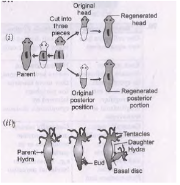 CBSE Class 10 Science How do Organisms Reproduce Assignment_1