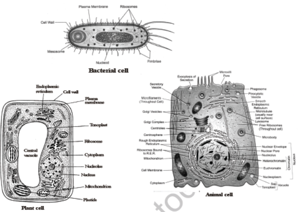 CBSE Class 8 Science Cell Structure And Functions Notes Set A