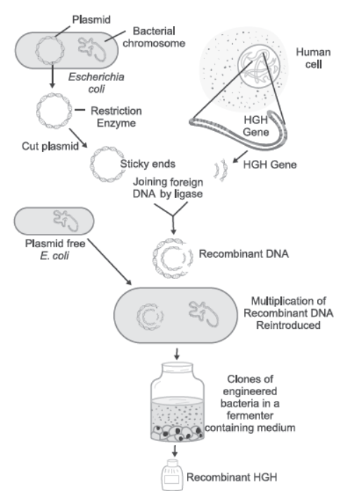 NCERT-Solutions-Class-12-Biology-Chapter-12-Biotechnology-and-its-Applications-3.png