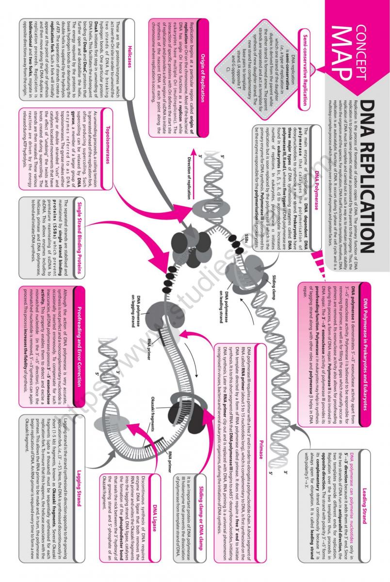 NEET Biology DNA Replication Concept Map