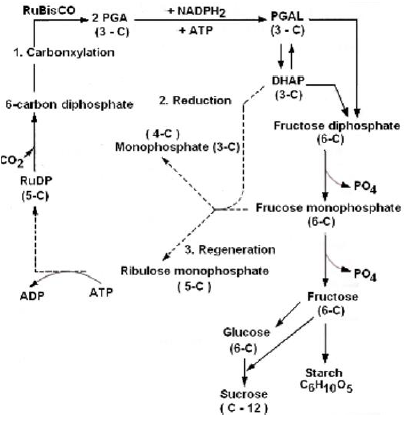 NEET Biology Photosynthesis Chapter Notes-13