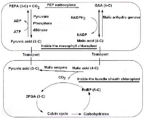 NEET Biology Photosynthesis Chapter Notes-14