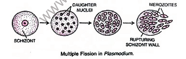CBSE Class 10 Science How do humans reproduce Notes