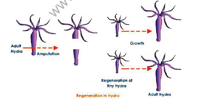 CBSE Class 10 Science How do humans reproduce Notes
