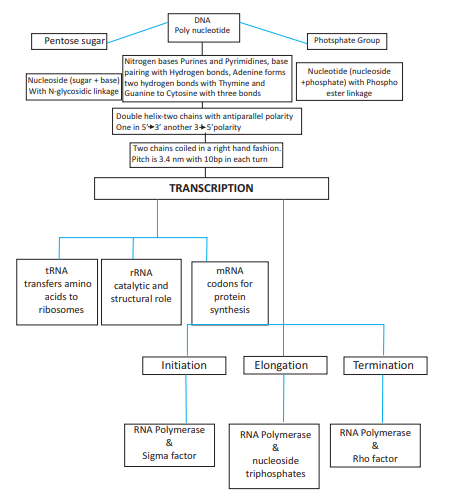 Protein Synthesis Flow Chart Answers