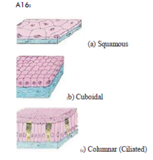 class_9_biology_concept_13.PNG