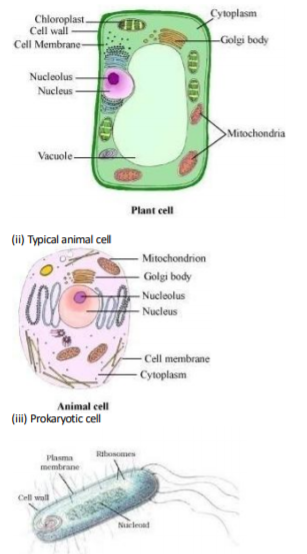 class_9_biology_concept_14