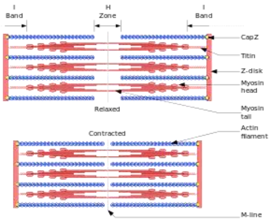 Class_11_Biology_Locomotion_and_Movement