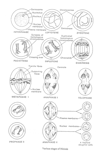 class_10_science_concept_0100