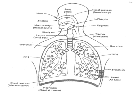 class_10_science_concept_0127