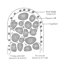 class_10_science_concept_0128