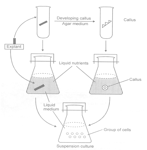 class_10_science_concept_056