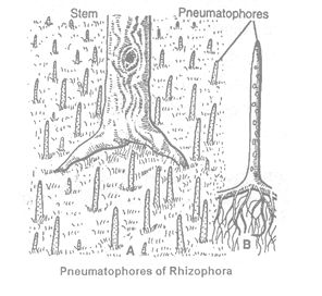 class_10_science_concept_094