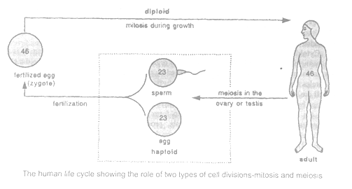class_10_science_concept_096