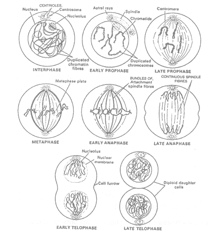 class_10_science_concept_098