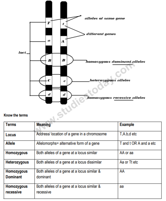 class_12-biology_concept_224