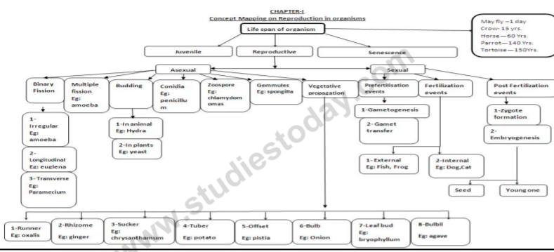 class_12-biology_concept_240