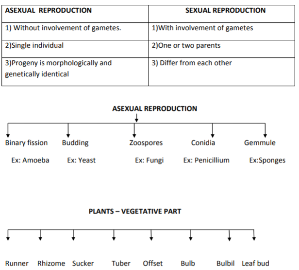 class_12-biology_concept_242