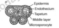 class_12-biology_concept_252