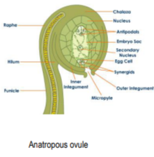 class_12-biology_concept_253