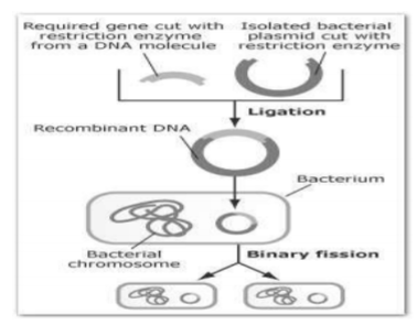 class_12-biology_concept_265