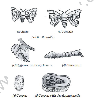 class_6_science_useful_012