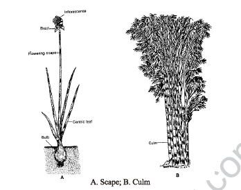 CBSE Class 6 Science Getting to Know Plants Exam Notes