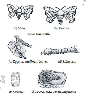 class_7_science_useful_018