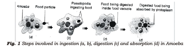 class_7_science_useful_039